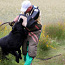 Черные щенки немецкой овчарки (фото #2)