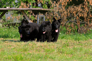 Черные щенки немецкой овчарки