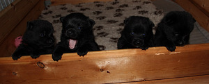 Kucēni schipperke (3 foto no 3)