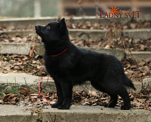 Schipperke (3 valokuva sivusta 3)