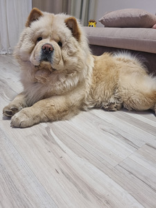 Chow chow (2 foto no 2)