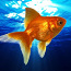 Золотая рыбка красный ринкин (фото #1)