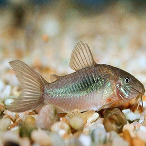 Corydoras aeneus dark