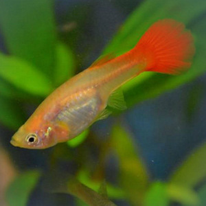 Guppid (1 foto / 1)