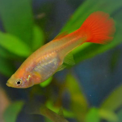 Guppid