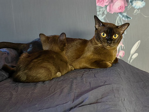 Burmese cat (2 valokuva sivusta 5)