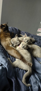 Burmese cat (3 valokuva sivusta 5)