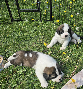 Pika- ja lühikarvalised bernhardiini kutsika (3 foto / 4)
