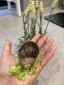 Tigu ahhatiina achatina fulica (2 foto / 3)