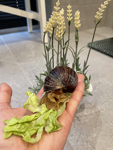 Tigu ahhatiina achatina fulica (3 foto / 3)