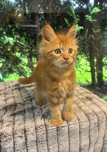 Maine coon emane kassipoeg (3 foto / 7)