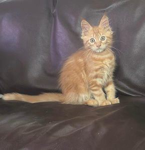 Maine coon emane kassipoeg (1 foto / 7)