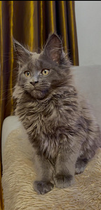 Maine Coon (8 foto / 8)