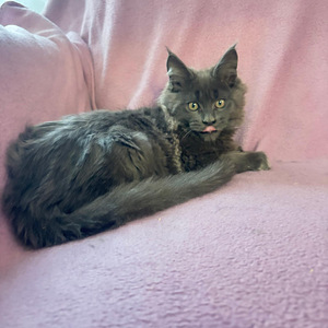 Maine Coon (7 foto / 8)