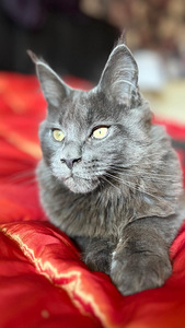 Maine Coon (2 foto / 8)