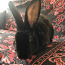 Кролик (фото #4)