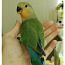 Розовощекие попугаи неразлучники 2 шт (фото #3)