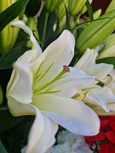Vajatakse florist-müüjat