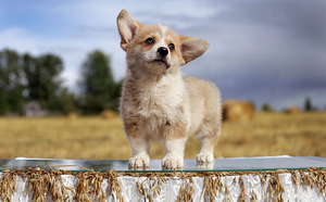 Pembroke welsh corgi kutsikad (1 foto / 6)