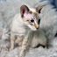 Oriental kitten (foto #5)