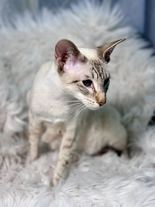 Ориентальный котенок (5 фото из 6)