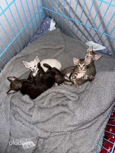 Oriental Kassipojad Kittens Oriental (foto #3)