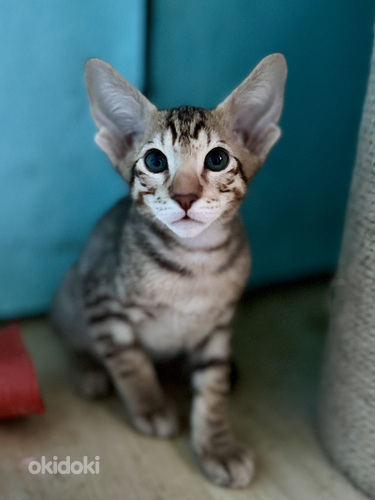 Oriental Kassipojad Kittens Oriental (foto #8)