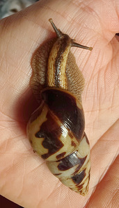 Limikolaria flamea (limikolaria flamea) (1 foto / 2)