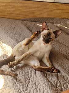 Orientali peigmeest (1 foto / 1)