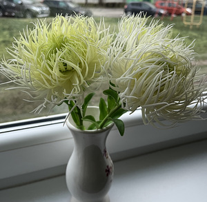 Astride kimp. (2 foto / 3)