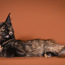 Maine Coon котенок-девочка (фото #1)