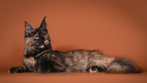 Maine Coon котенок-девочка (1 фото из 2)