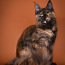 Maine Coon котенок-девочка (фото #2)