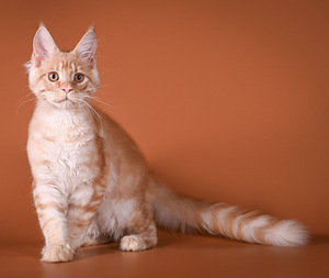 Maine Coon isane kassipoeg (2 foto / 2)