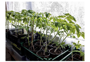 Annan ära tomatitaimed (1 foto / 1)