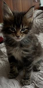 Maine Coon kassipojad