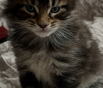 Maine Coon kassipojad
