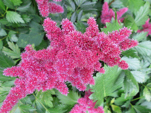 Madal roosa astilbe (1 foto / 1)