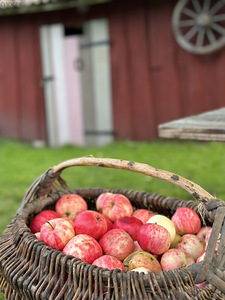 Oru-Mihkli, Pärispea, Kuusalu vald, Harjumaa (25 foto / 35)