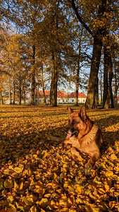 Lambakoer otsib pruuti (1 foto / 2)