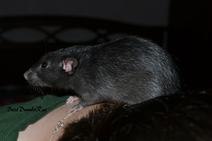 Anda noori rotte (1 foto / 2)