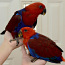 Птенцы Благородного попугая (фото #3)