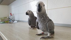 Птенцы Жако (6 фото из 7)