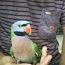 Roosa rinnaga papagoi (foto #1)