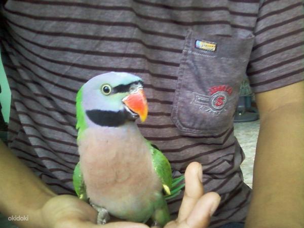Розовогрудый попугай (фото #1)