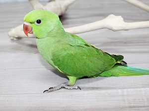 Beebi kaelakee papagoi (6 foto / 9)