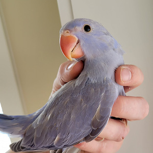 Beebi kaelakee papagoi (3 foto / 9)