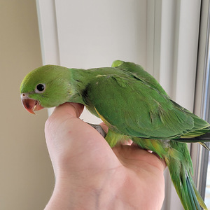 Beebi kaelakee papagoi (4 foto / 9)