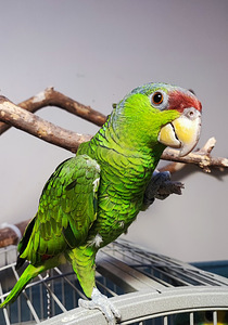 Amazoni tibud