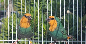 Amadiinid, eksootika (3 foto / 10)